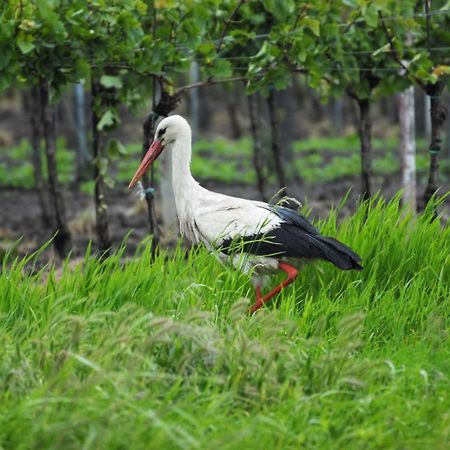 Pension & Weingut Storchenblick Илмиц Екстериор снимка
