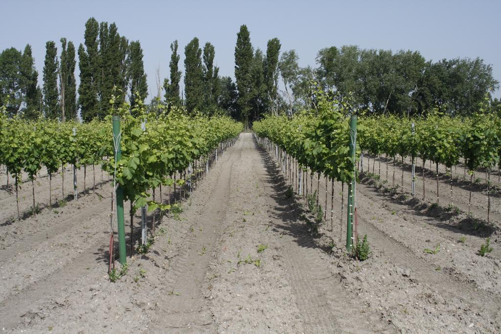 Pension & Weingut Storchenblick Илмиц Екстериор снимка